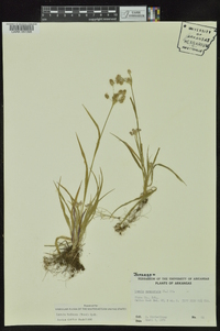 Luzula bulbosa image