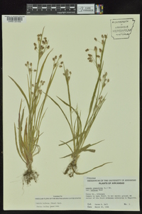 Luzula bulbosa image