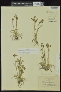 Luzula bulbosa image