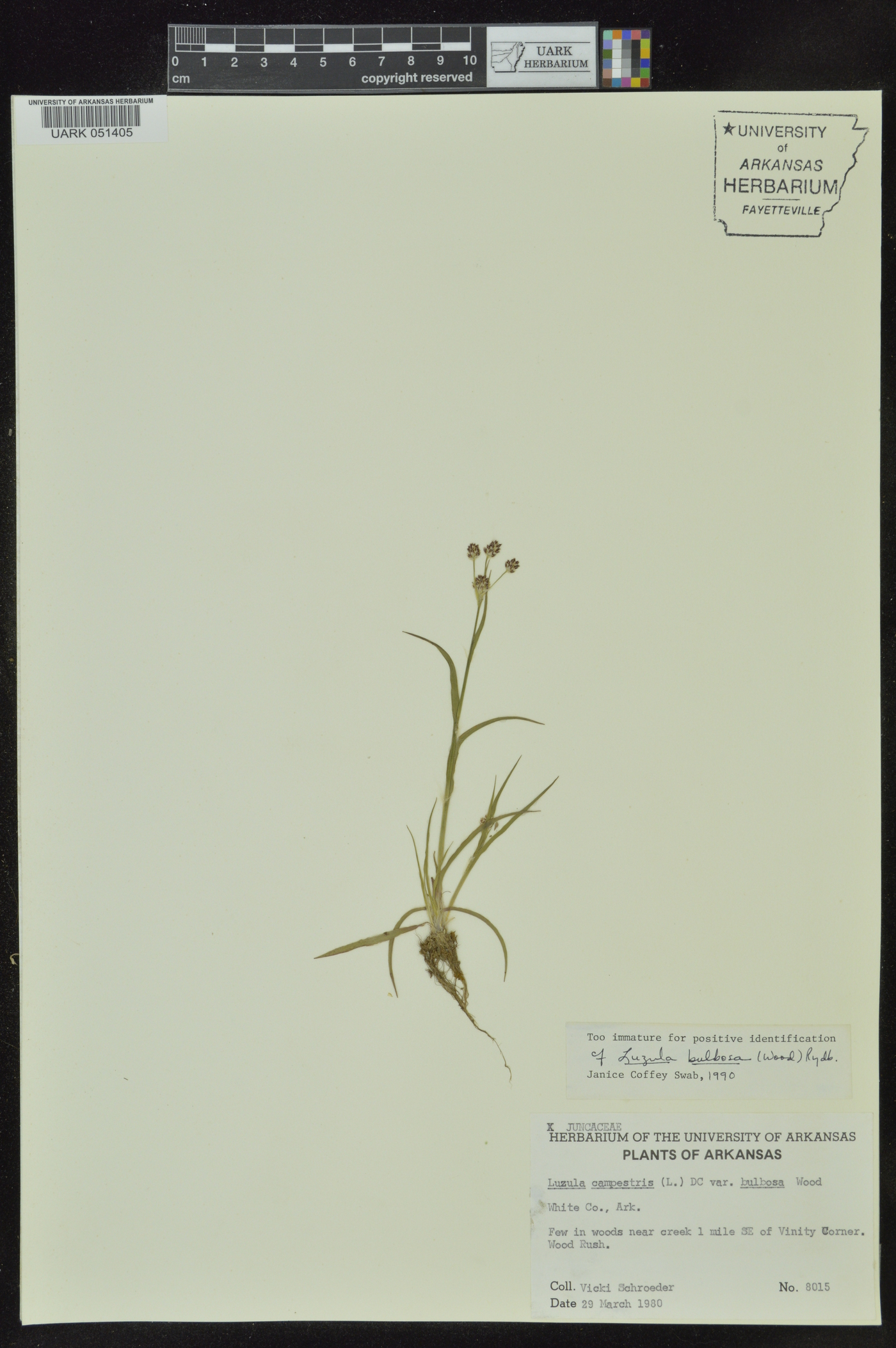 Luzula campestris var. bulbosa image