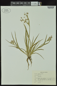 Luzula bulbosa image