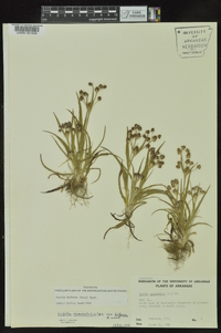 Luzula bulbosa image