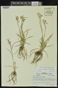 Luzula echinata image