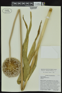 Allium ampeloprasum image