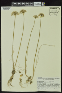 Allium canadense var. mobilense image