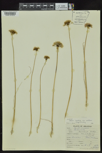 Allium canadense var. mobilense image