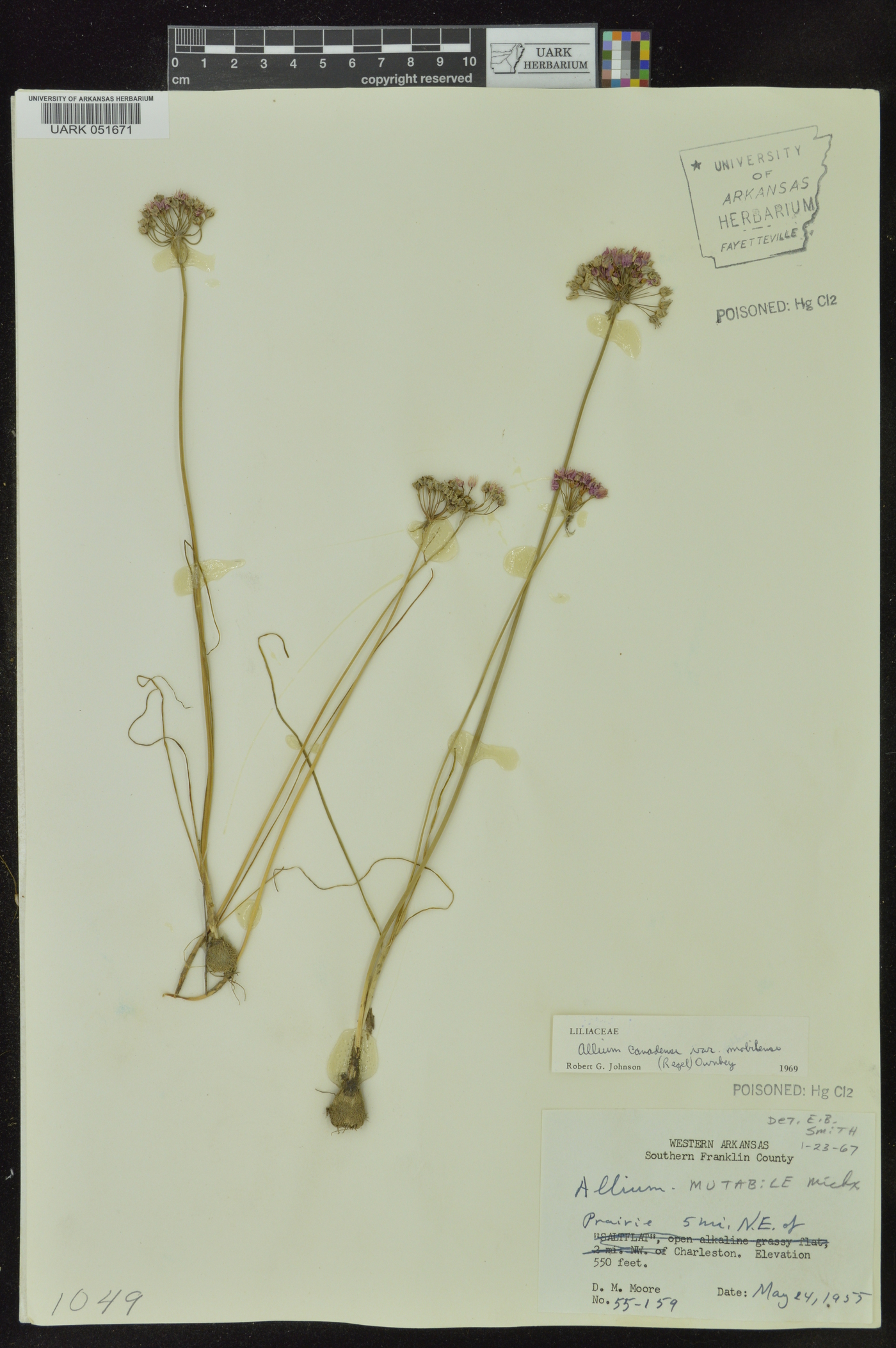 Allium canadense var. mobilense image