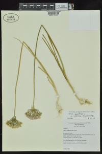 Allium canadense var. mobilense image