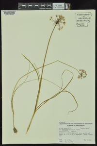 Allium canadense var. mobilense image