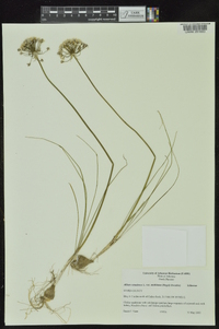 Allium canadense var. mobilense image