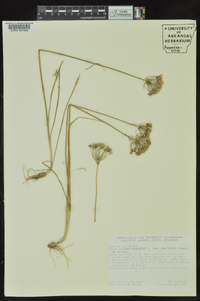 Allium canadense var. mobilense image