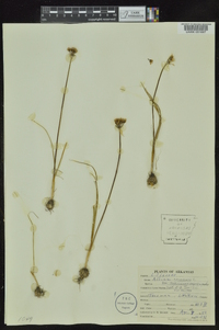 Allium canadense var. mobilense image