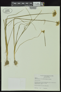 Allium canadense var. mobilense image