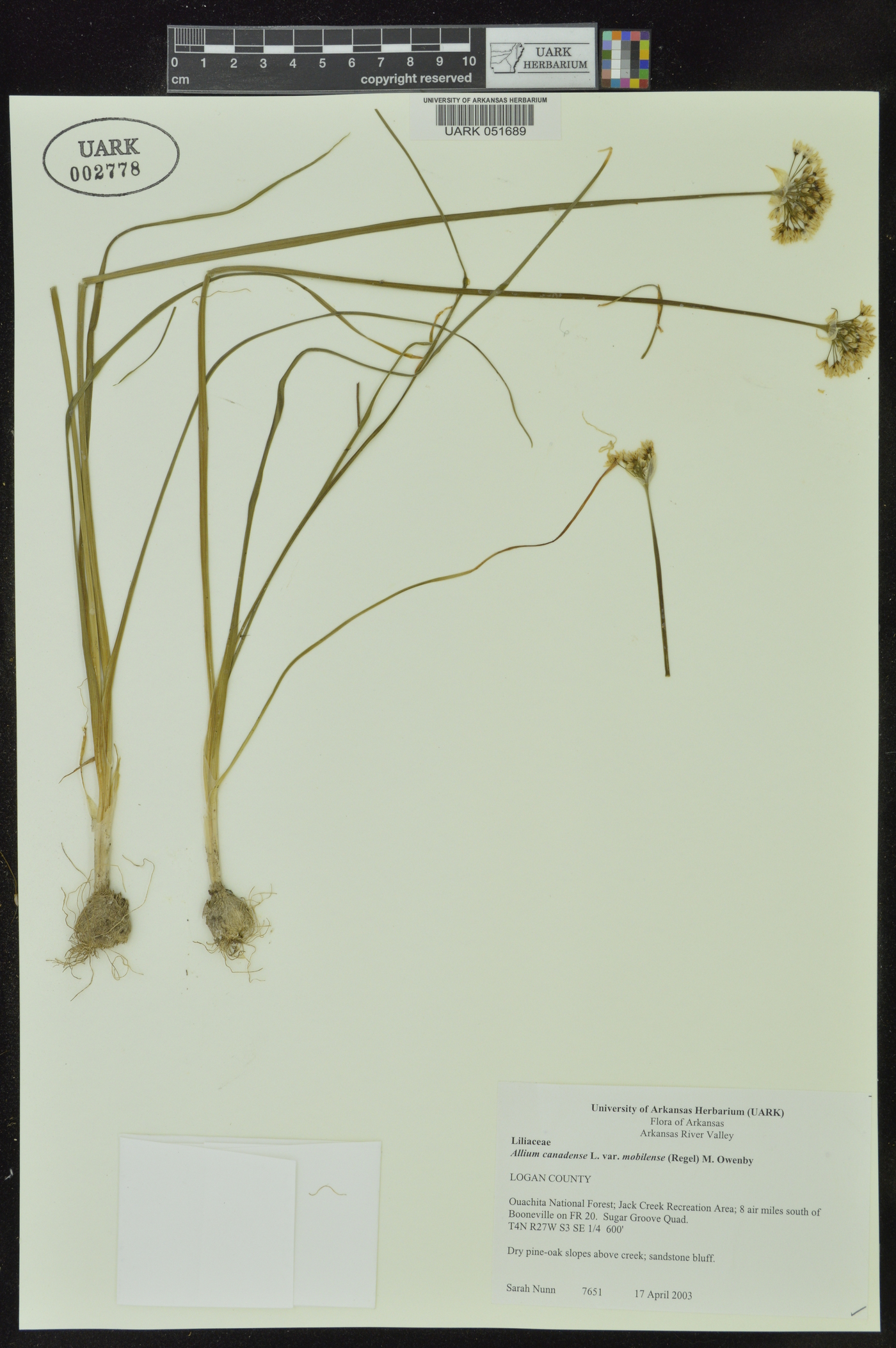 Allium canadense var. mobilense image