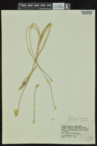 Allium canadense var. mobilense image