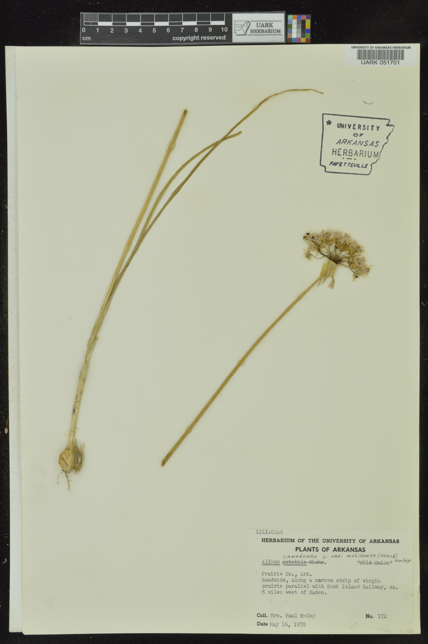 Allium canadense var. mobilense image