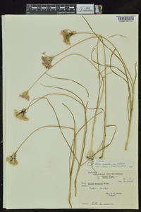 Allium canadense var. mobilense image