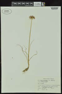 Allium canadense var. mobilense image