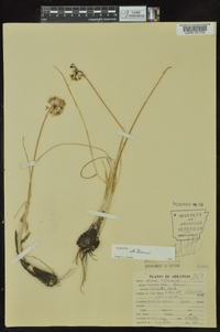 Allium cernuum image