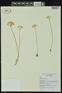 Allium drummondii image