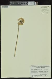 Allium stellatum image