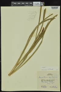 Amianthium muscitoxicum image