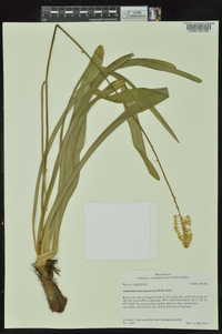 Amianthium muscitoxicum image