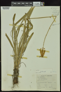 Amianthium muscitoxicum image