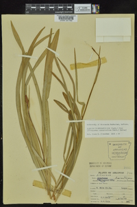 Amianthium muscitoxicum image