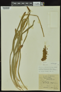 Amianthium muscitoxicum image