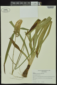 Amianthium muscitoxicum image