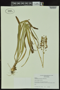 Amianthium muscitoxicum image