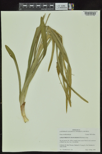 Amianthium muscitoxicum image