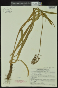 Amianthium muscitoxicum image