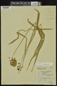 Amianthium muscitoxicum image