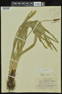 Amianthium muscitoxicum image