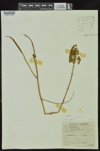 Amianthium muscitoxicum image