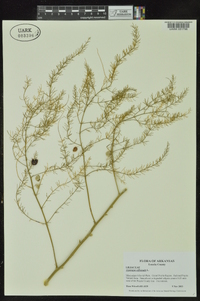 Asparagus officinalis image