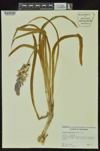 Camassia scilloides image