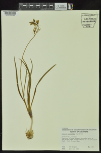 Camassia scilloides image