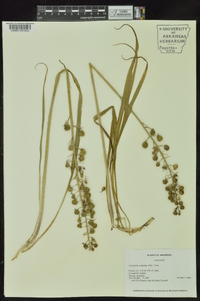 Camassia scilloides image