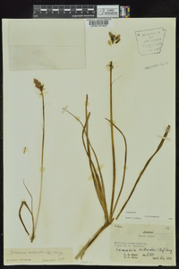 Camassia scilloides image