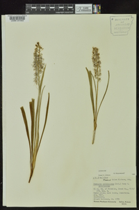 Camassia scilloides image