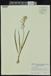 Camassia scilloides image