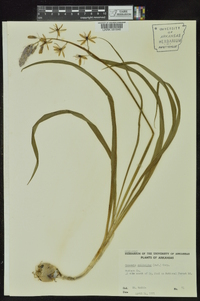 Camassia scilloides image