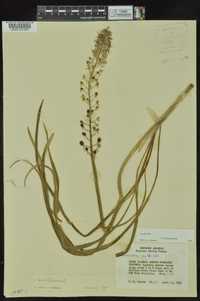 Camassia scilloides image