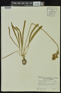 Camassia scilloides image