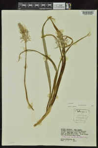 Camassia scilloides image