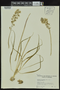 Camassia scilloides image