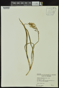 Camassia scilloides image